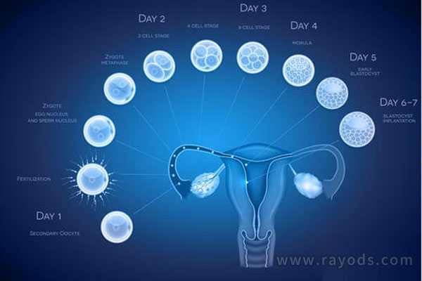 卵巢早衰供卵群_国内供卵_试管婴儿反复失败的四个原因