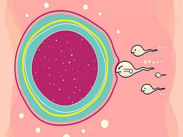 供卵生子会后悔吗_供卵产子_成都试管婴儿科普：80、90后的青年卵巢早衰了还能